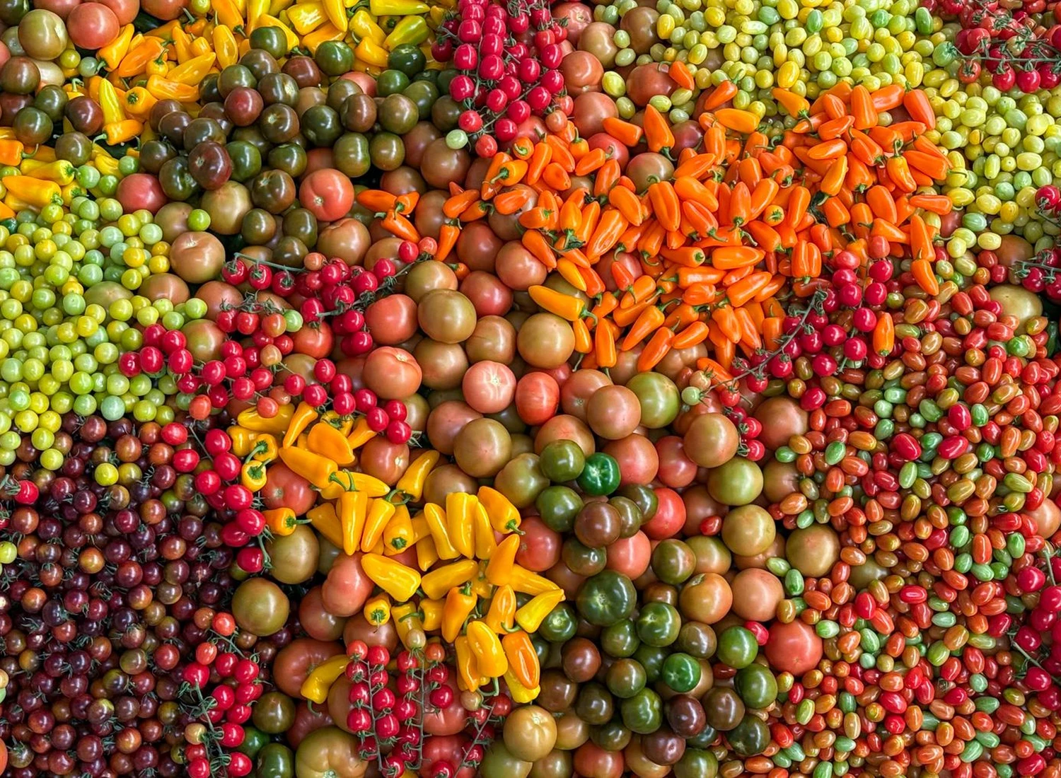 A colourful harvest of tomatoes and sweet peppers