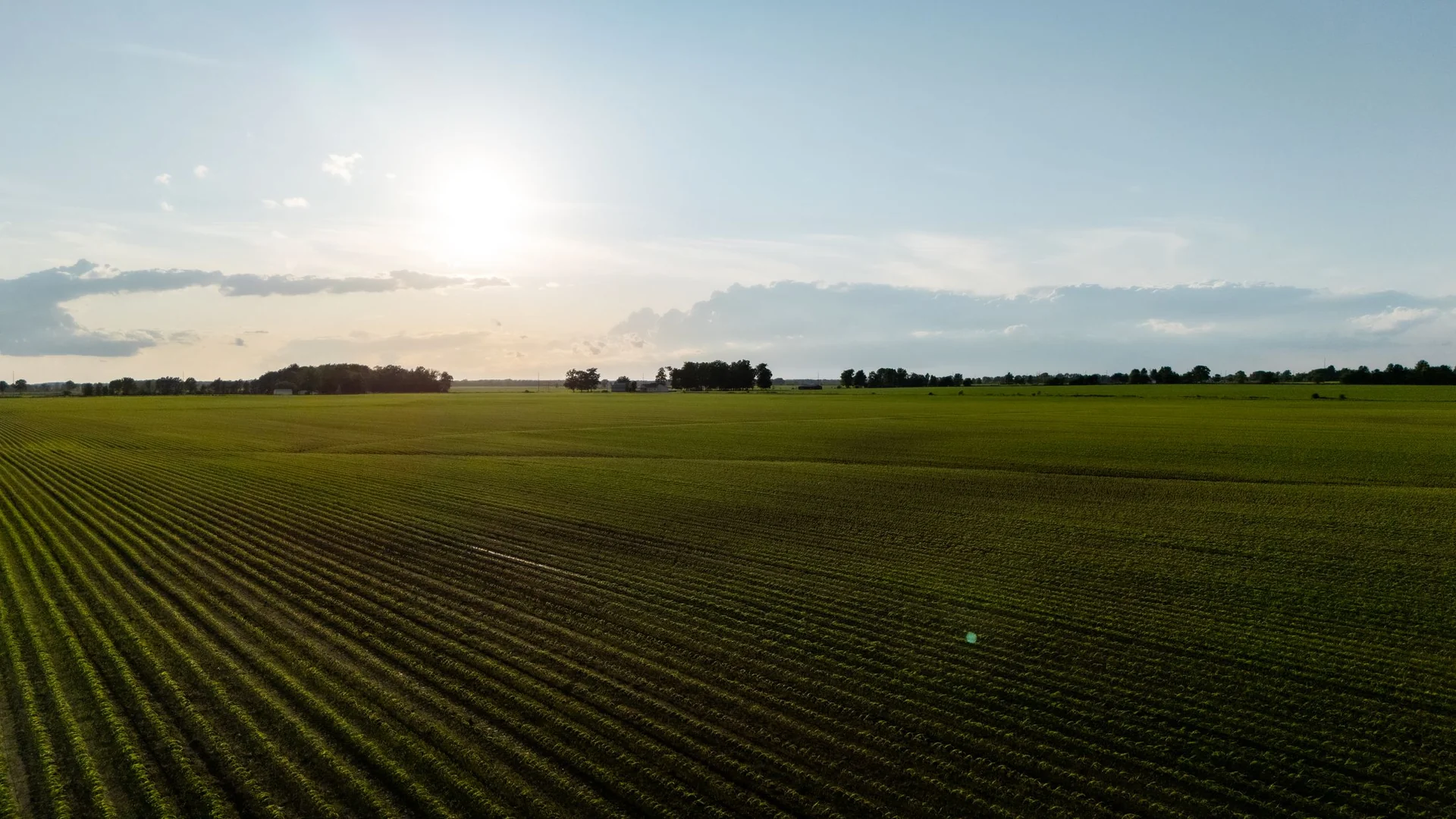 Agricultural fields in natural daylight